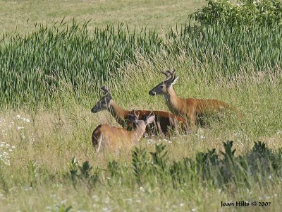 White Tail Deer 05