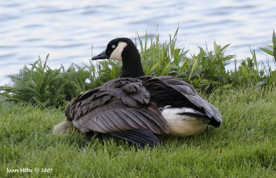Canada Goose 20