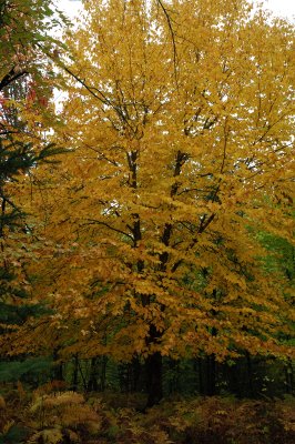 DSC_5479.JPG
