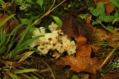DSC_5587.JPG