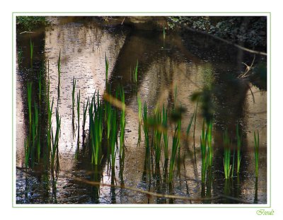 Futures jonquilles