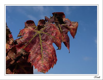 Feuille de vigne