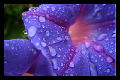Rain-drenched Ipomoea purpurea