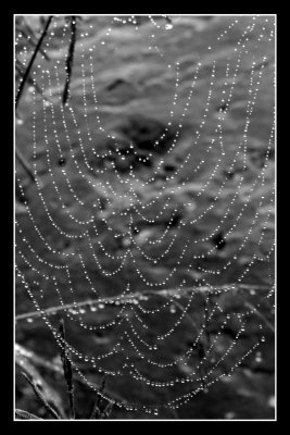 Spiderweb by Furnas lake