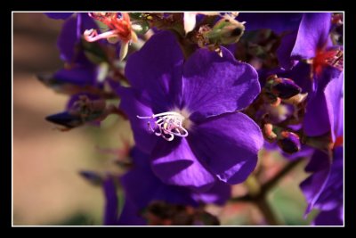 Glory flower - Tibouchina urvilleana