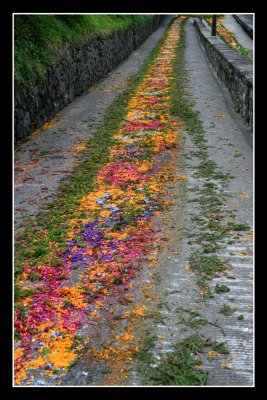 Porto Formoso - Carpet of flowers