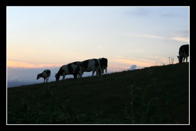 Cows at sunset in Remedios