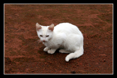 Cat near Povoacao