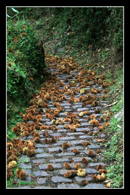 Trail near Sanguinho