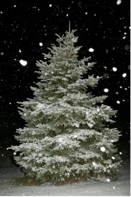 Snow falling at Night