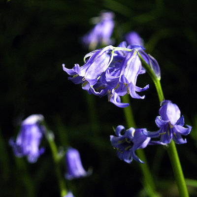 Bluebells