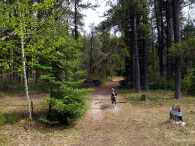 Trail to the Cabin