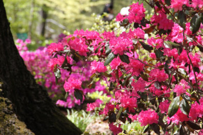 ir-130501_09916_11-14.jpg
