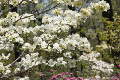 ir-130501_09936_11-25.jpg
