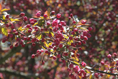 ir-130501_09994_11-49.jpg