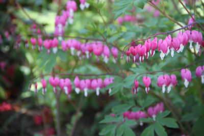 ir-130501_10037_12-26.jpg