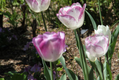 ir-130501_10047_12-31.jpg