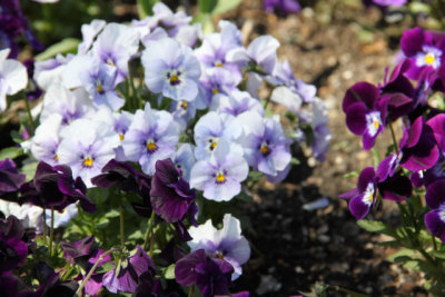 ir-130501_10132_13-28.jpg