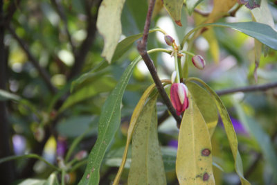 ir-130501_10142_13-30.jpg