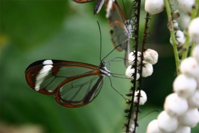 glasswing04.jpg