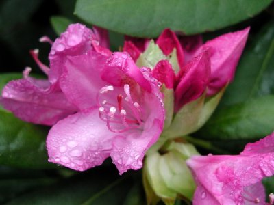 R-05180639_Wichnin'sRhodadendrum.jpg