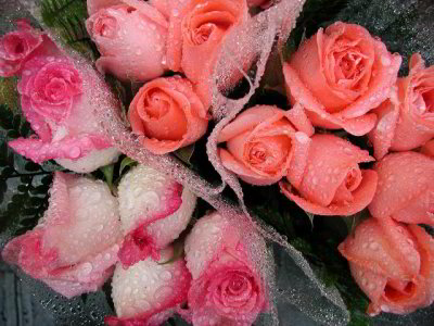 R-05220651_RainRoses_ac.jpg