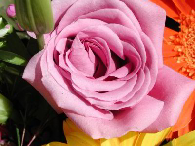 R-03112534_Athanasios'Rose.jpg