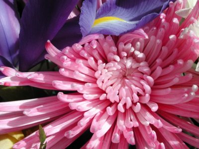 R-03112536_Athanasios'Pink.jpg