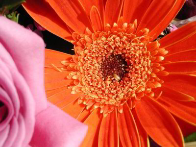 R-03112537_Athanasios'Orange.jpg