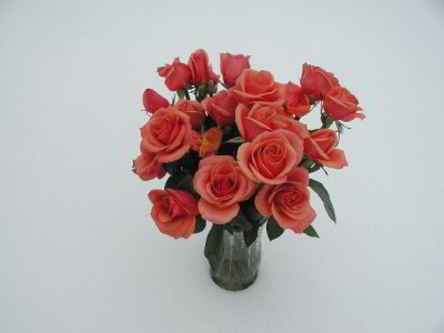 R-03182673_SnowRoses.jpg
