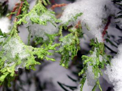R-03182684_GreenMarchSnow.jpg