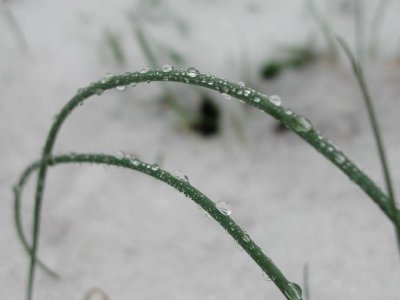 R-03182690_GrassBow.jpg