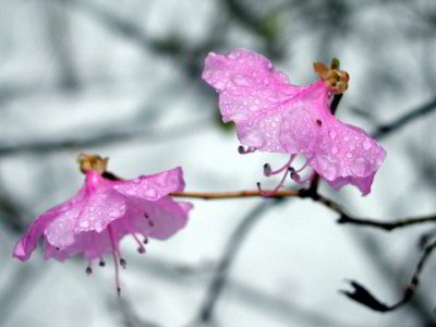 R-03182698_PinkMarchSnow.jpg