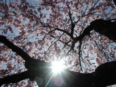 R-04142996_PinkSunUmbrella.jpg