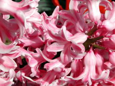 R-04143021_PinkBenadict.jpg