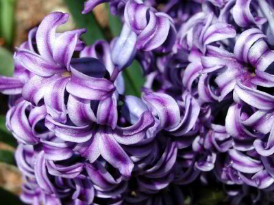 R-04143025_PurpleBenadict.jpg