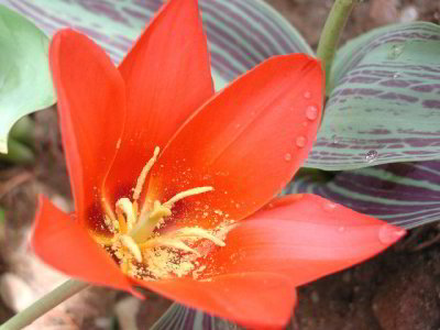 R-04143028_OrangeBenadict.jpg