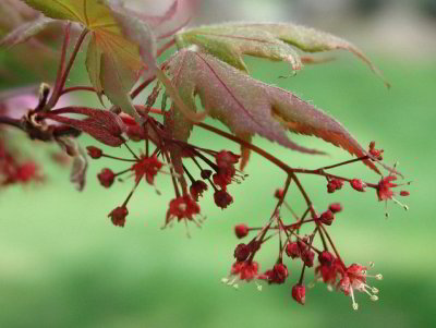 R-04193091_Blossoming.jpg