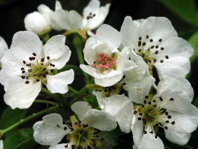 R-04193105_Blossoming.jpg