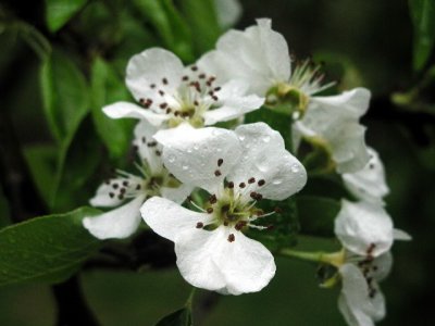 R-04193108_Blossoming.jpg