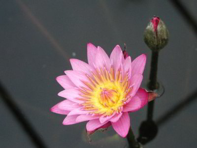 R-05270828_PinkWaterLily.jpg