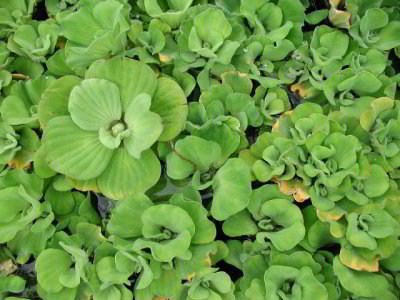 R-05270830_WaterGreenery.jpg