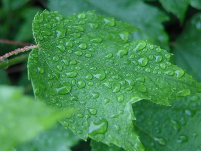 R-06051108_RainLeaves.jpg