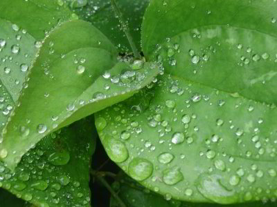 R-06051111_RainLeaves.jpg
