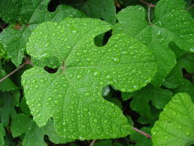 R-06051116_RainLeaves.jpg