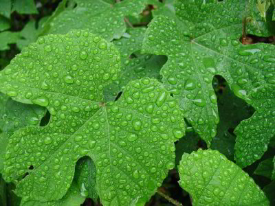 R-06051118_RainLeaves.jpg
