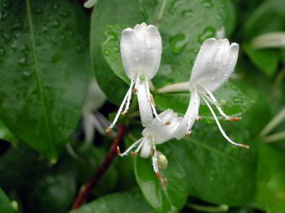 R-06051128_RainHoneySuckles.jpg