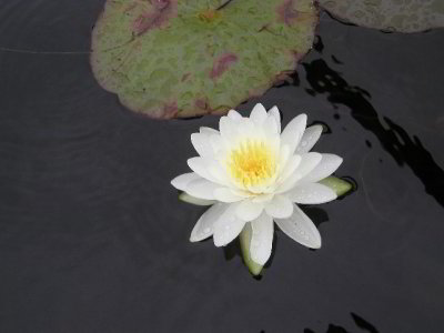 R-08293937_PutnamPond.jpg