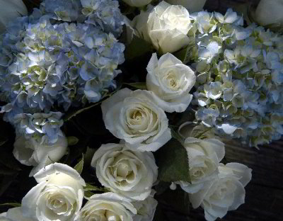 R-10270701_WhiteRoses.jpg