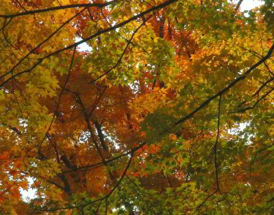R-10280942_LeavesOnBranches.jpg